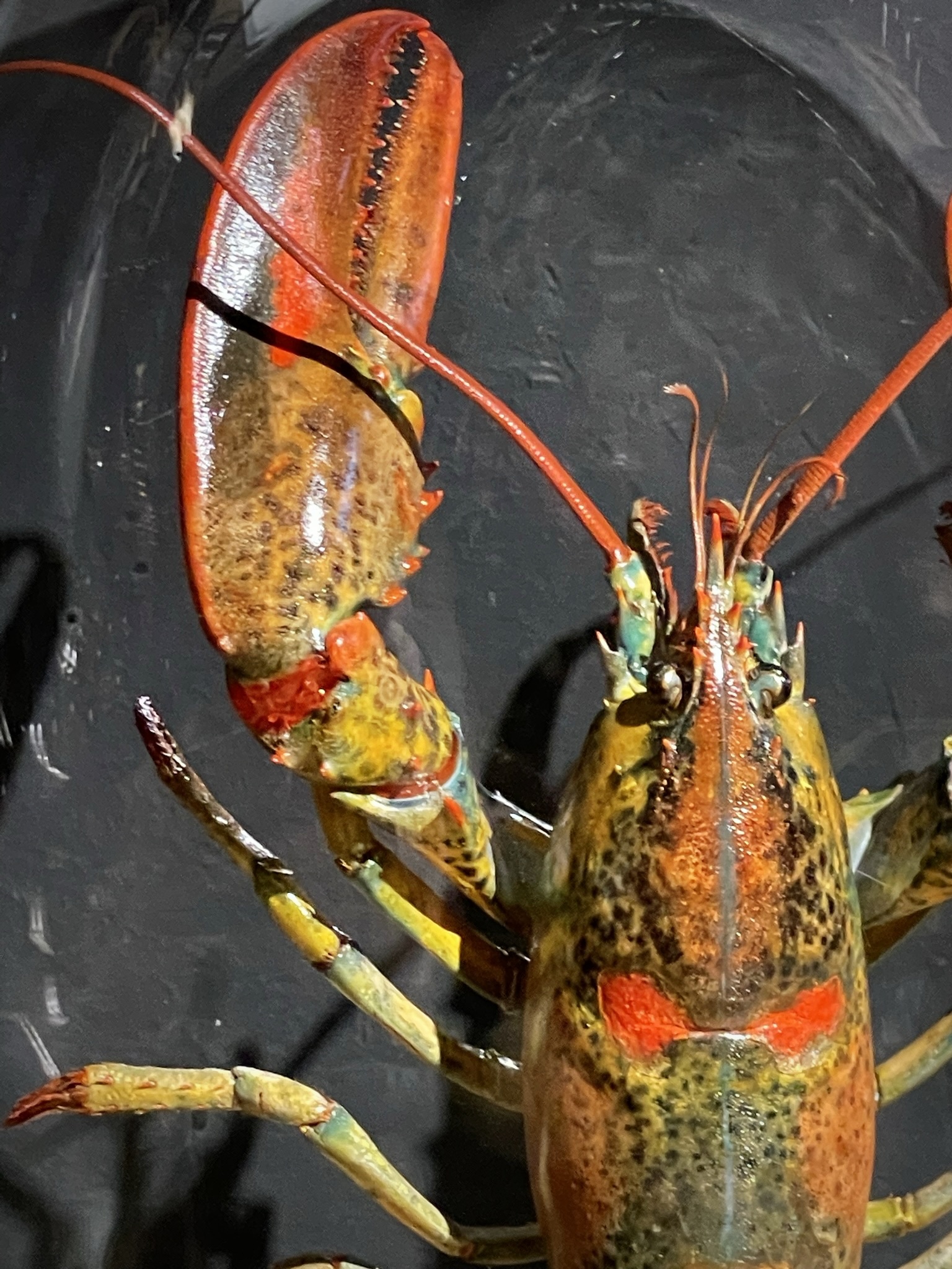 Opgezette kreeft Opgezette kreeft