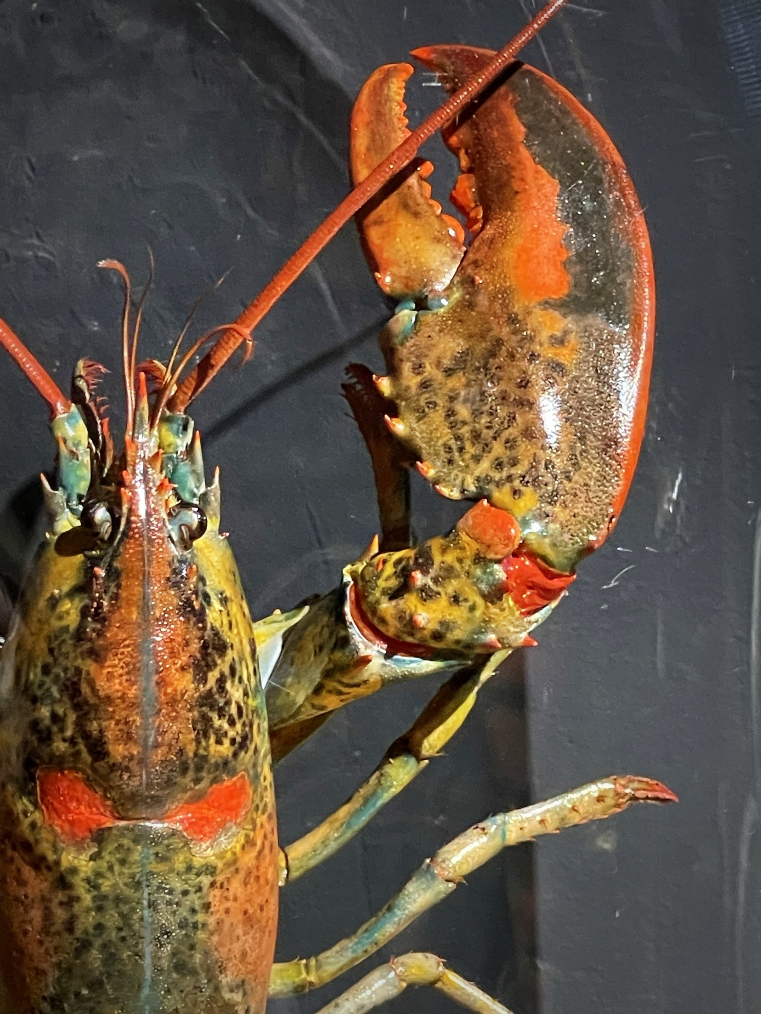 Opgezette kreeft Opgezette kreeft