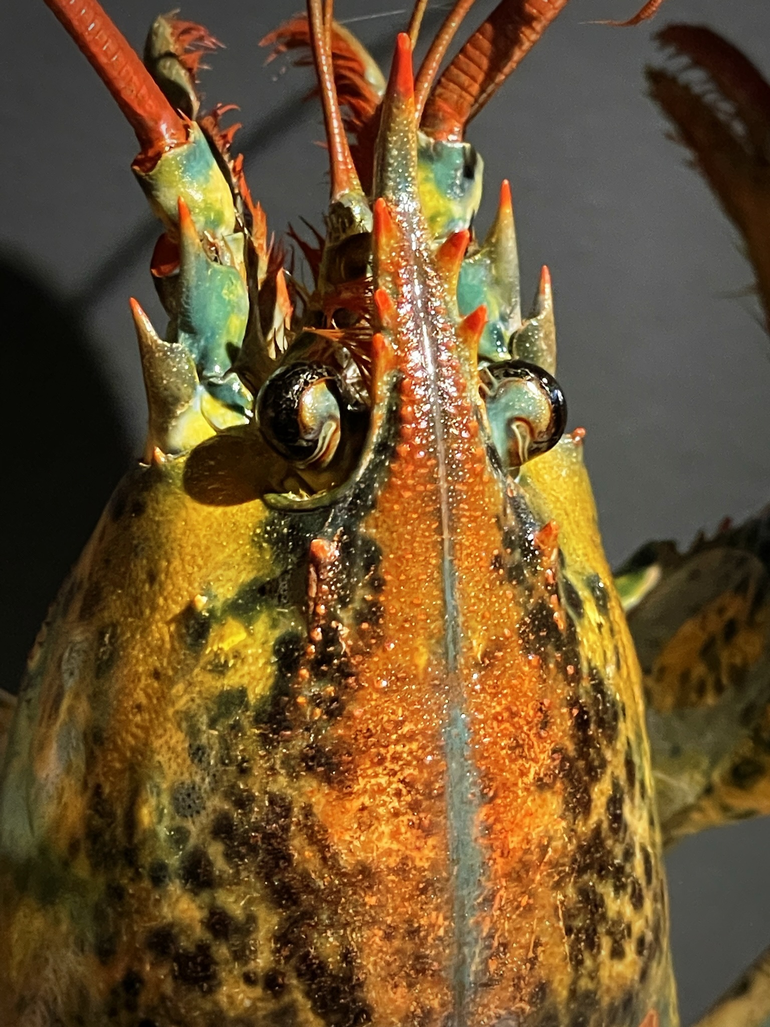 Opgezette kreeft Opgezette kreeft