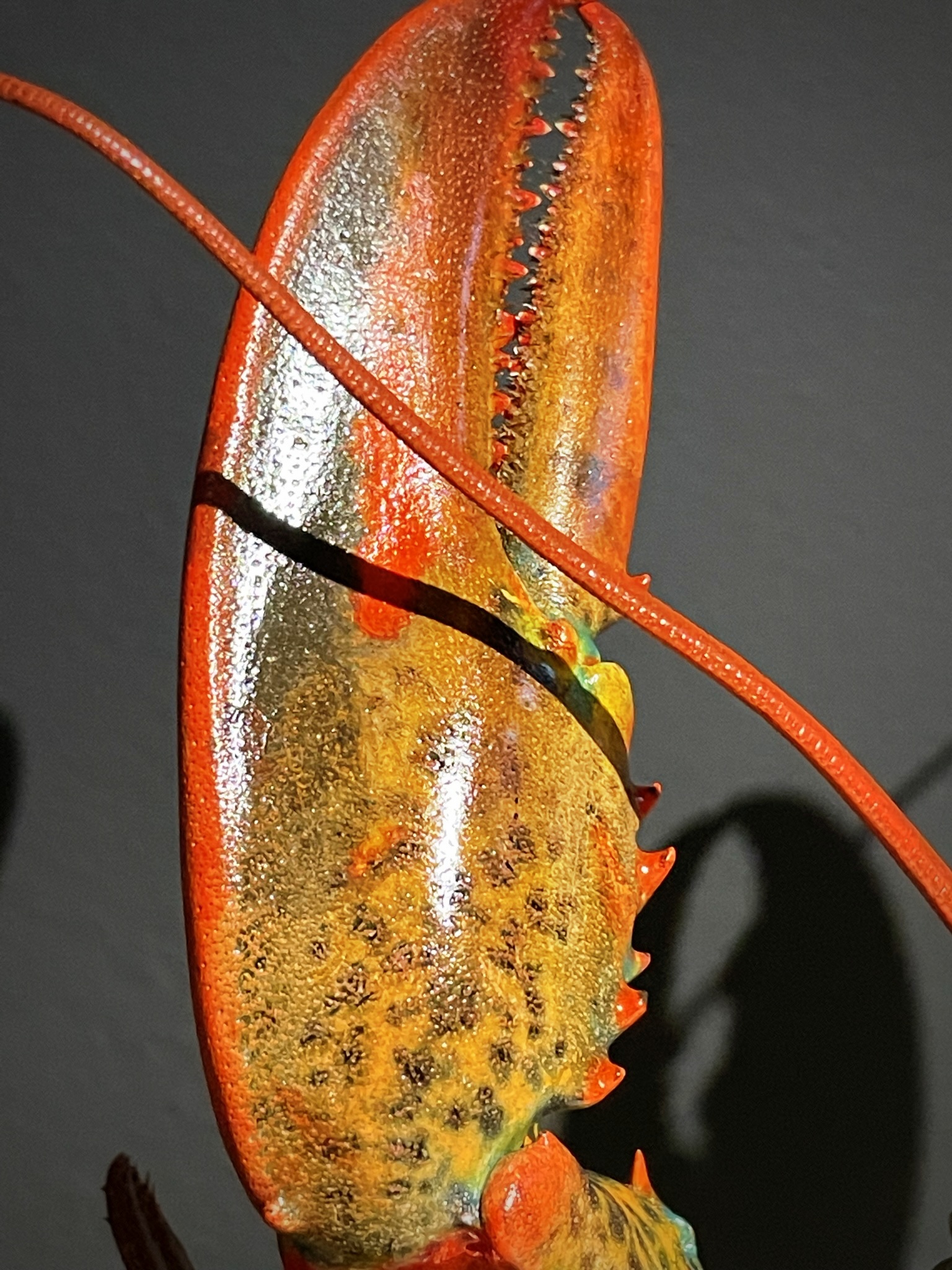 Opgezette kreeft Opgezette kreeft