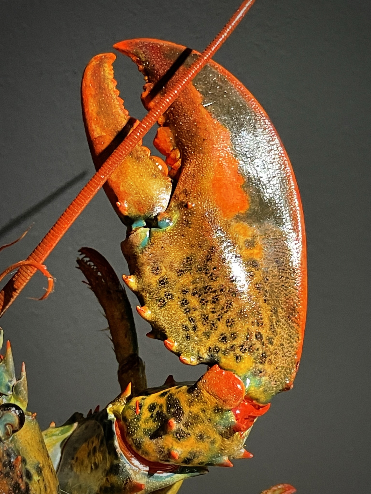 Opgezette kreeft Opgezette kreeft