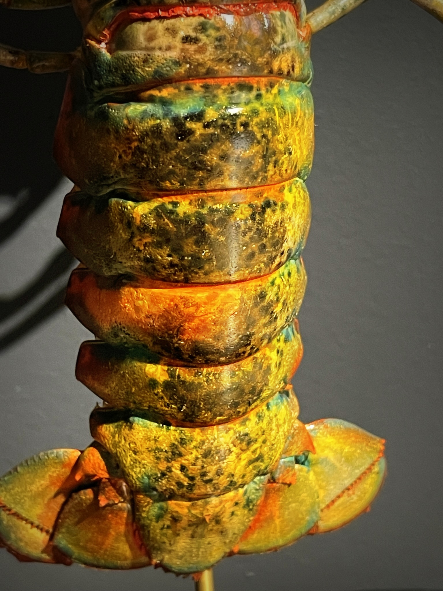 Opgezette kreeft Opgezette kreeft