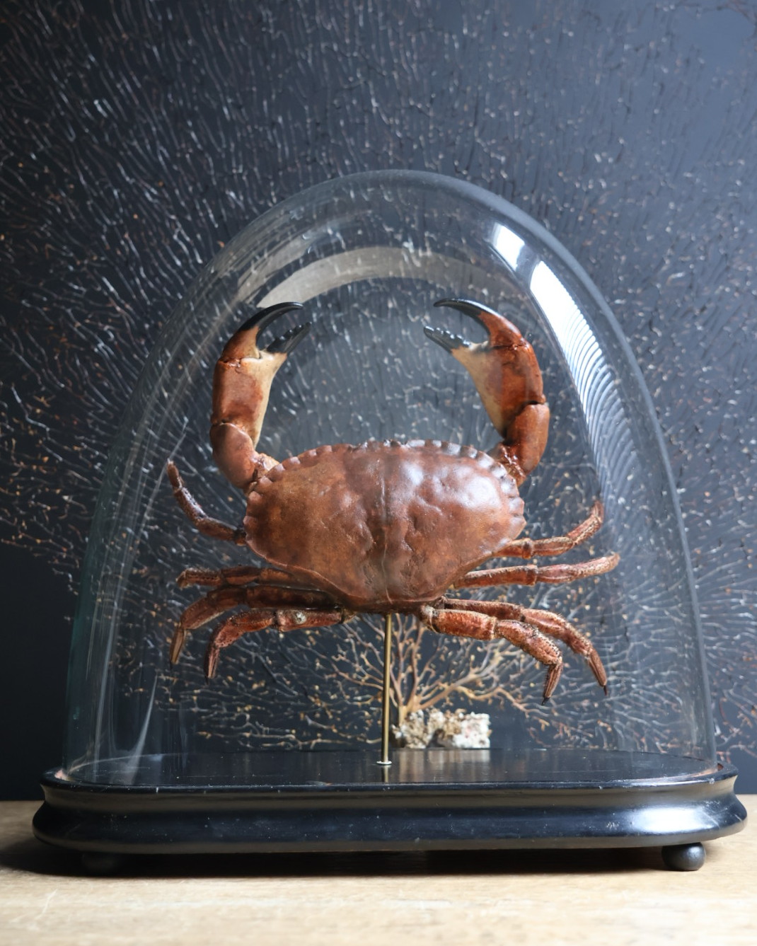 Opgezette Noordzeekrab