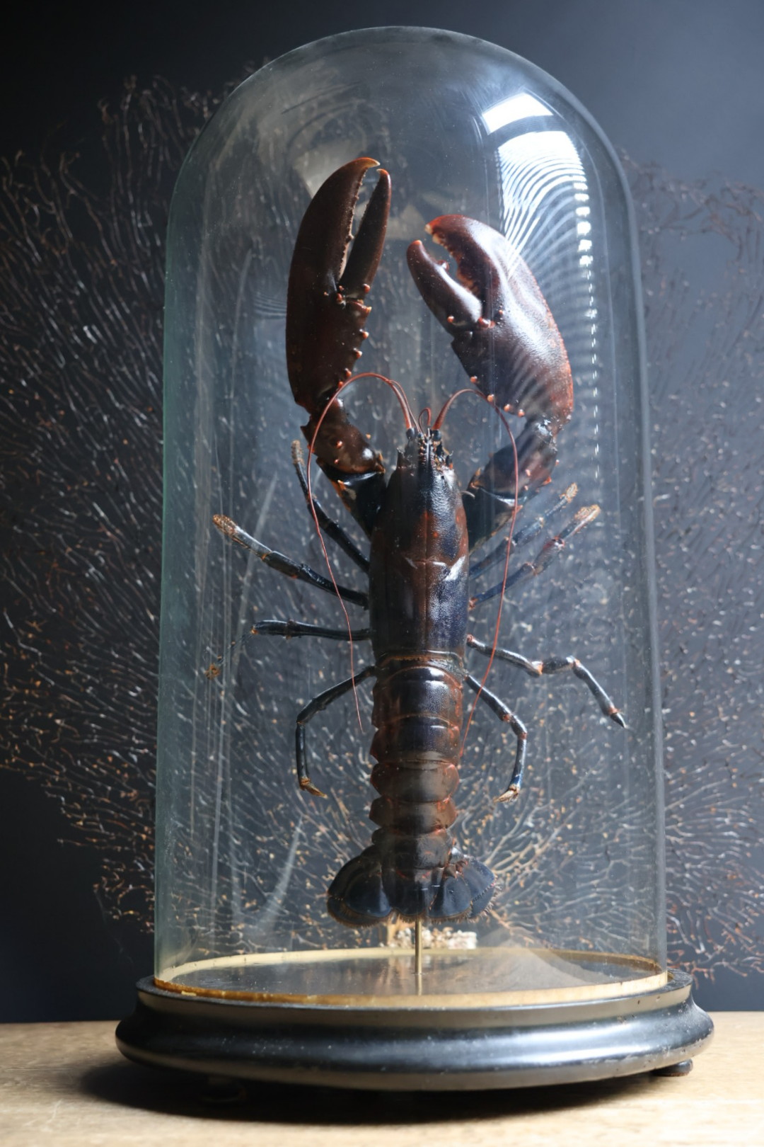 Opgezette Oosterschelde kreeft