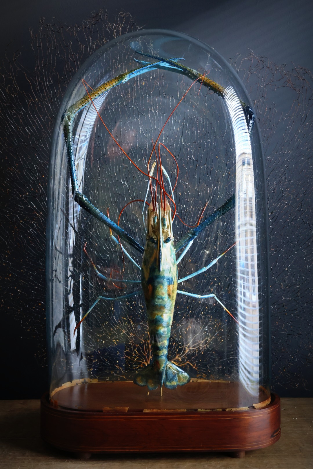 Opgezette reuzen zoetwater garnaal