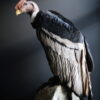Opgezette Andes Condor