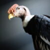 Opgezette Andes Condor