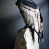 Opgezette Andes Condor