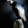 Opgezette Andes Condor