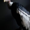 Opgezette Andes Condor