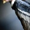 Opgezette Andes Condor