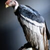 Opgezette Andes Condor