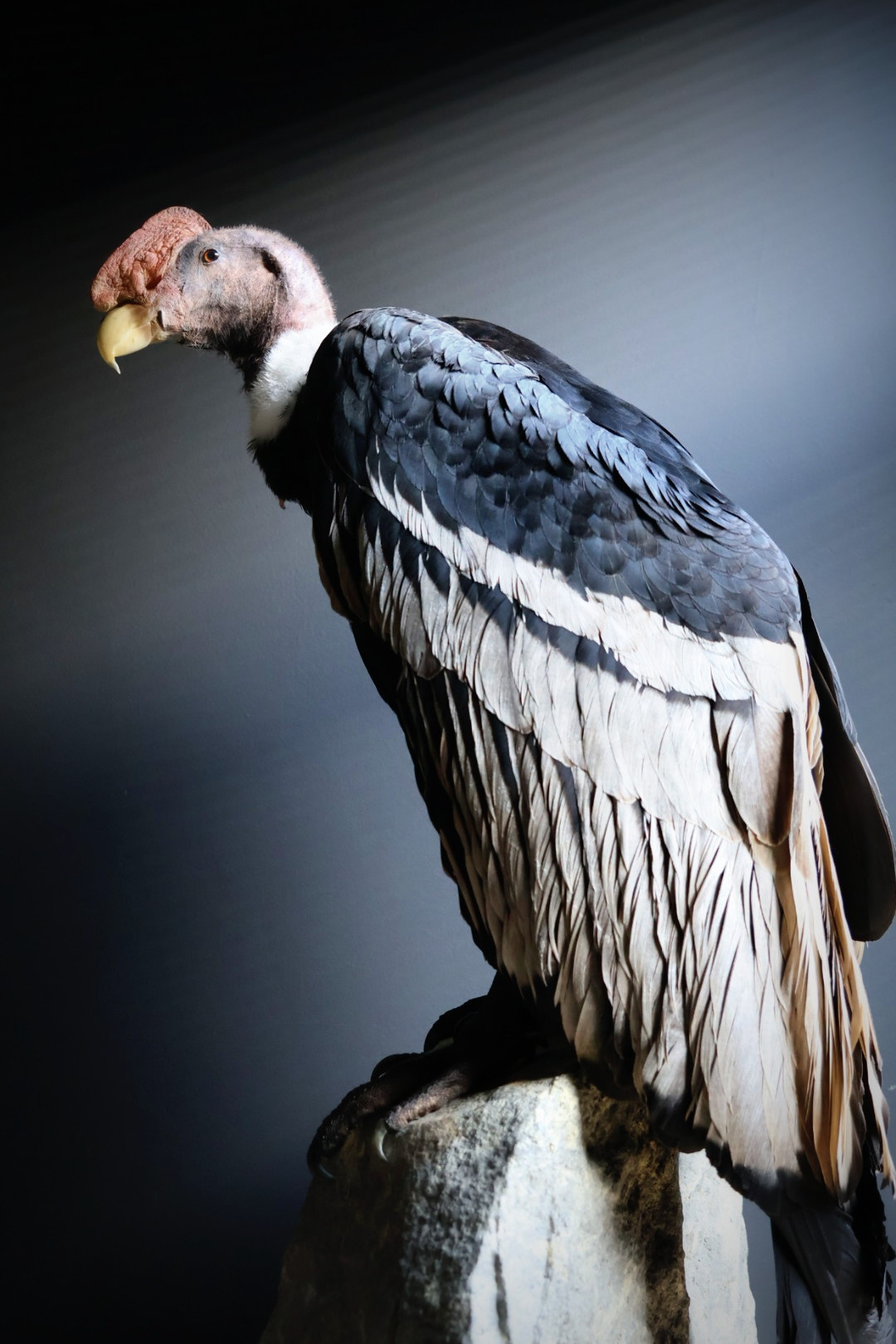 Opgezette Andes Condor