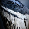 Opgezette Andes Condor
