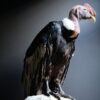 Opgezette Andes Condor