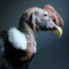 Opgezette Andes Condor