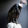 Opgezette Andes Condor