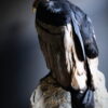 Opgezette Andes Condor