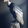 Opgezette Andes Condor