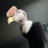 Opgezette Andes Condor