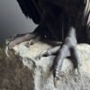 Opgezette Andes Condor