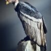 Opgezette Andes Condor