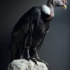 Opgezette Andes Condor