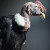 Opgezette Andes Condor