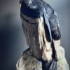 Opgezette Andes Condor