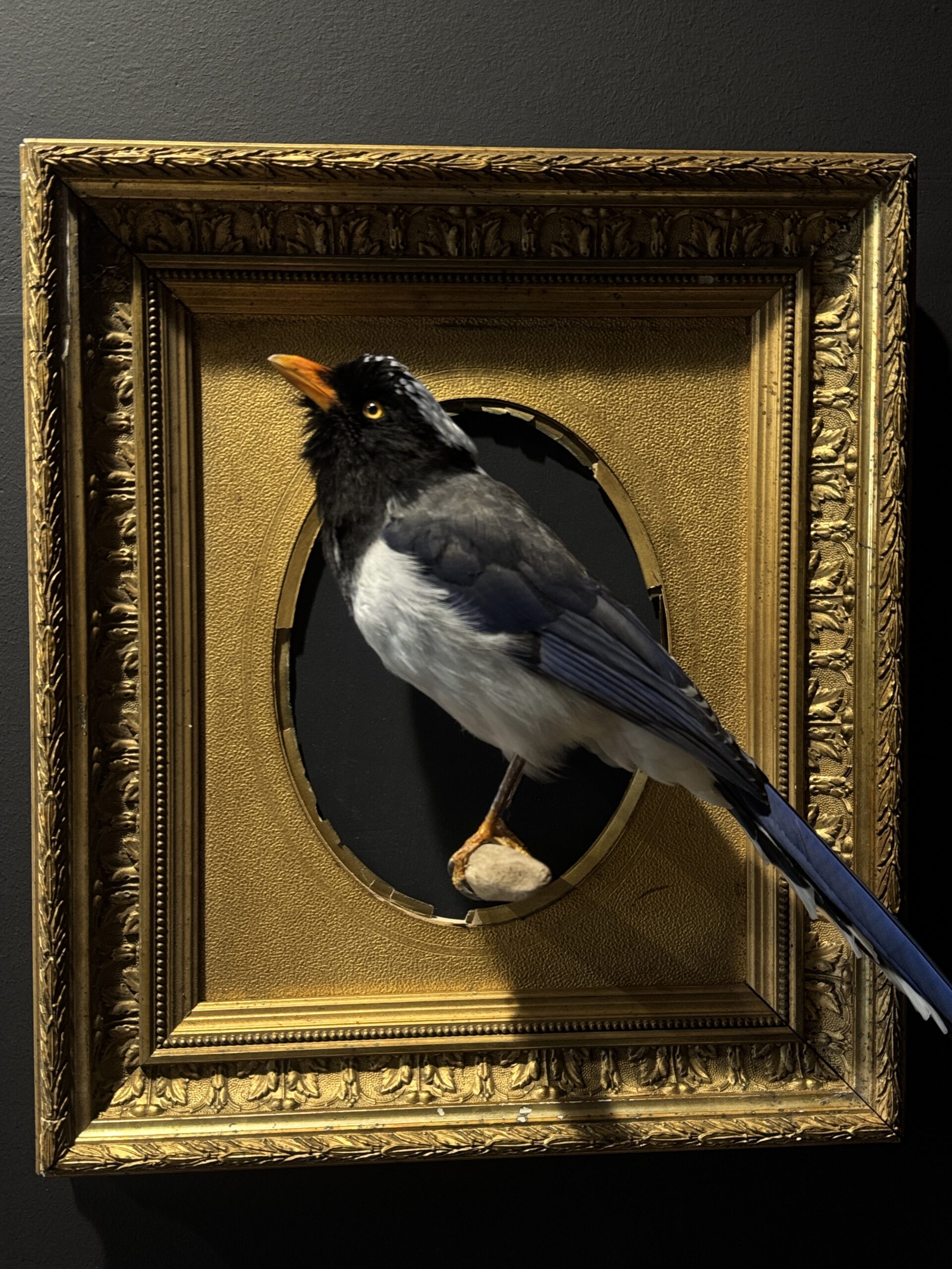 Kunstwerk "Roodsnavel Kitta". Kunstwerk "Roodsnavel Kitta".