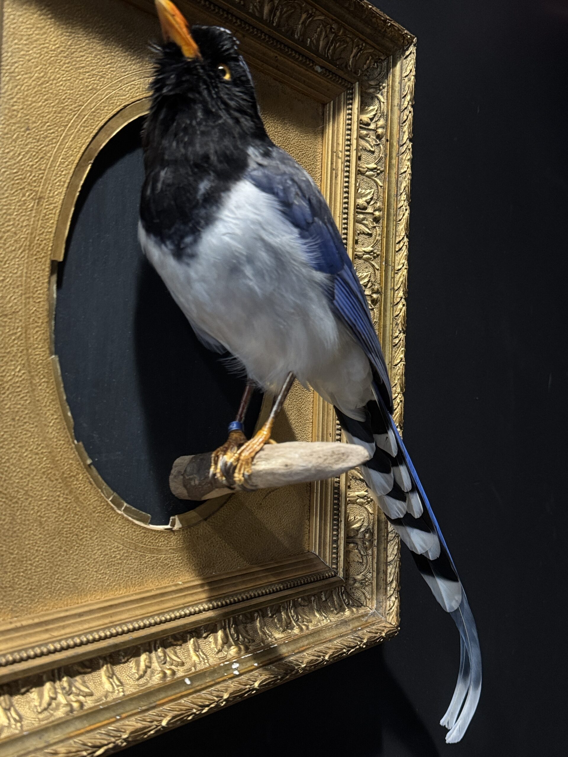 Kunstwerk "Roodsnavel Kitta". Kunstwerk "Roodsnavel Kitta".