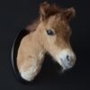 Opgezet paard