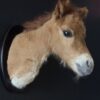 Opgezet paard
