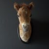 Opgezet paard
