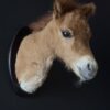 Opgezet paard