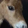 Opgezet paard