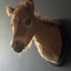 Opgezet paard