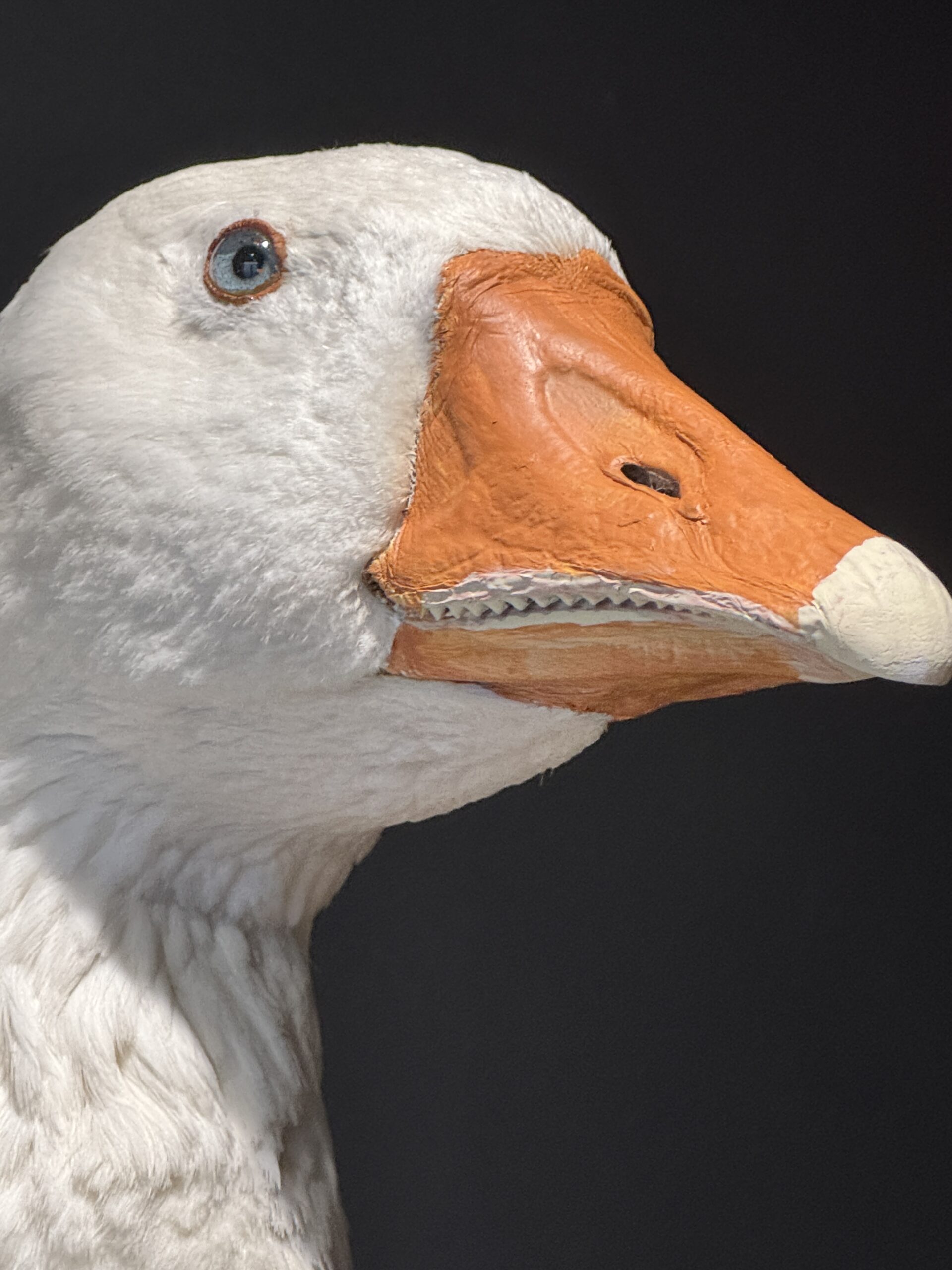 Opgezette kop van een gans