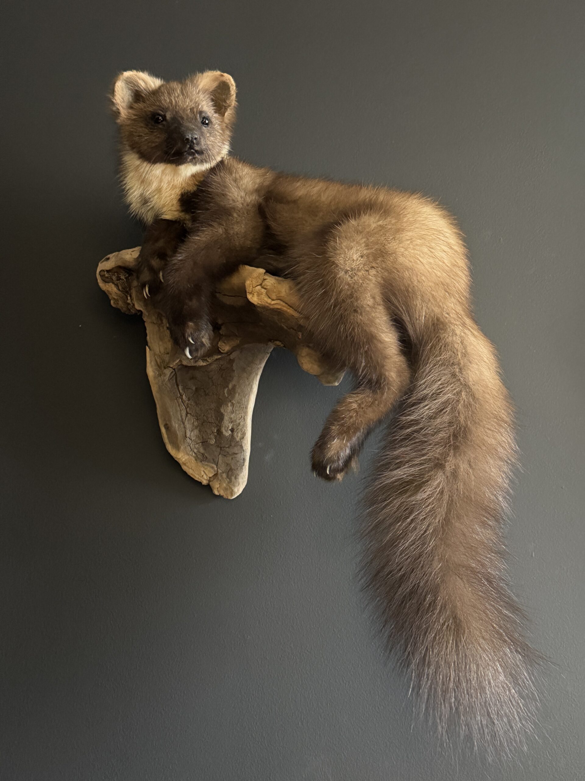 Opgezette boommarter Opgezette boommarter