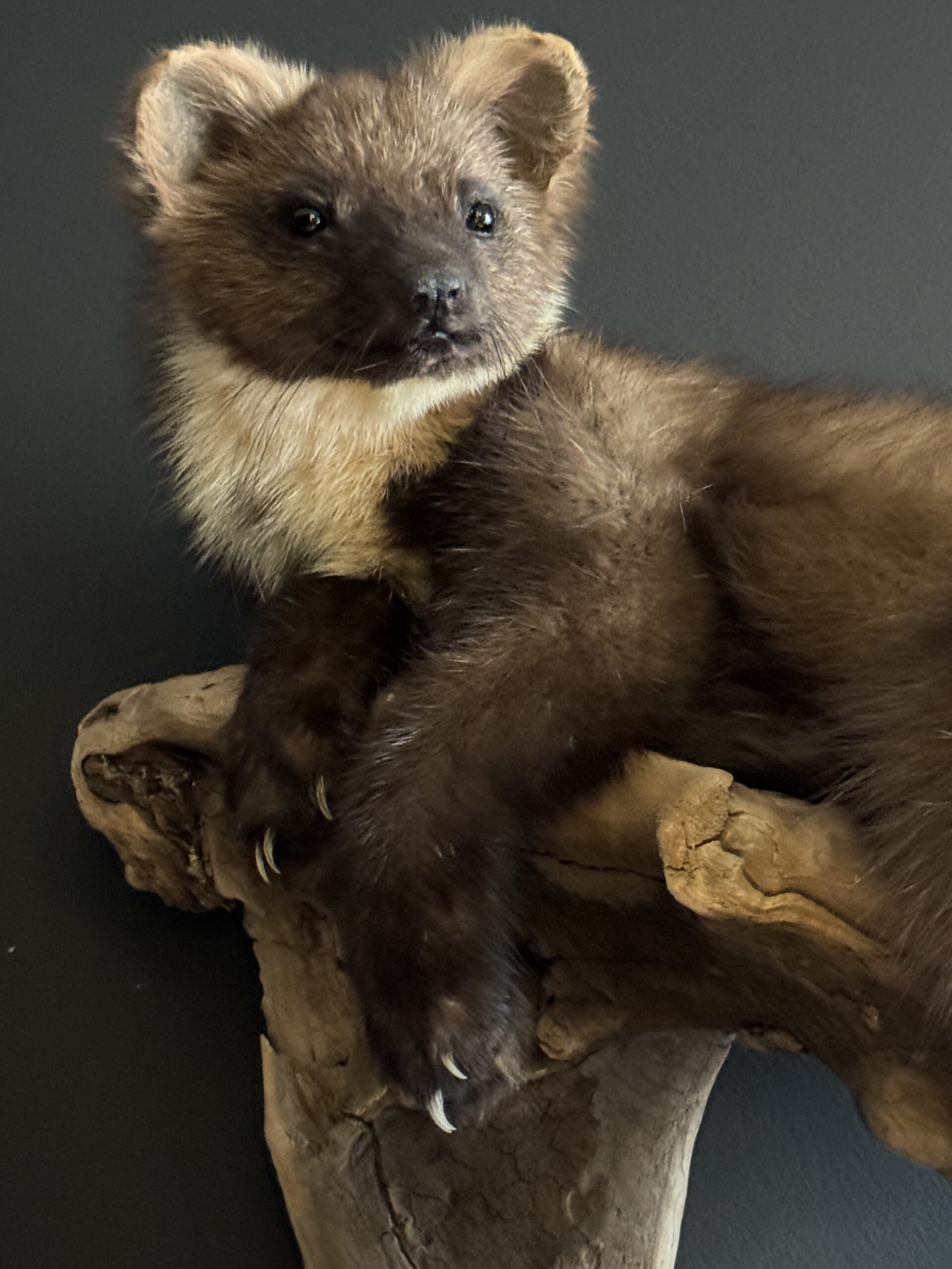 Opgezette boommarter Opgezette boommarter