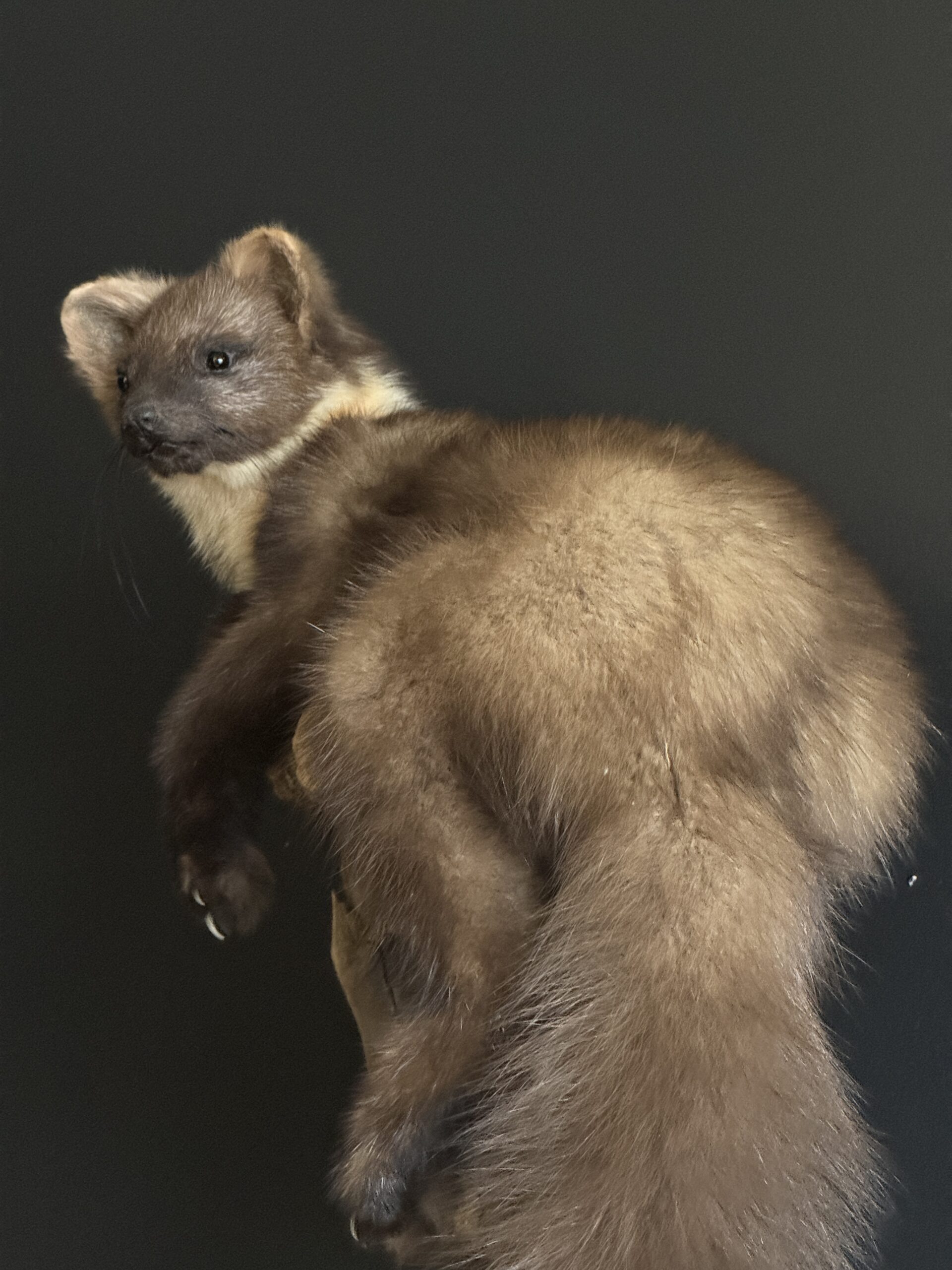 Opgezette boommarter Opgezette boommarter