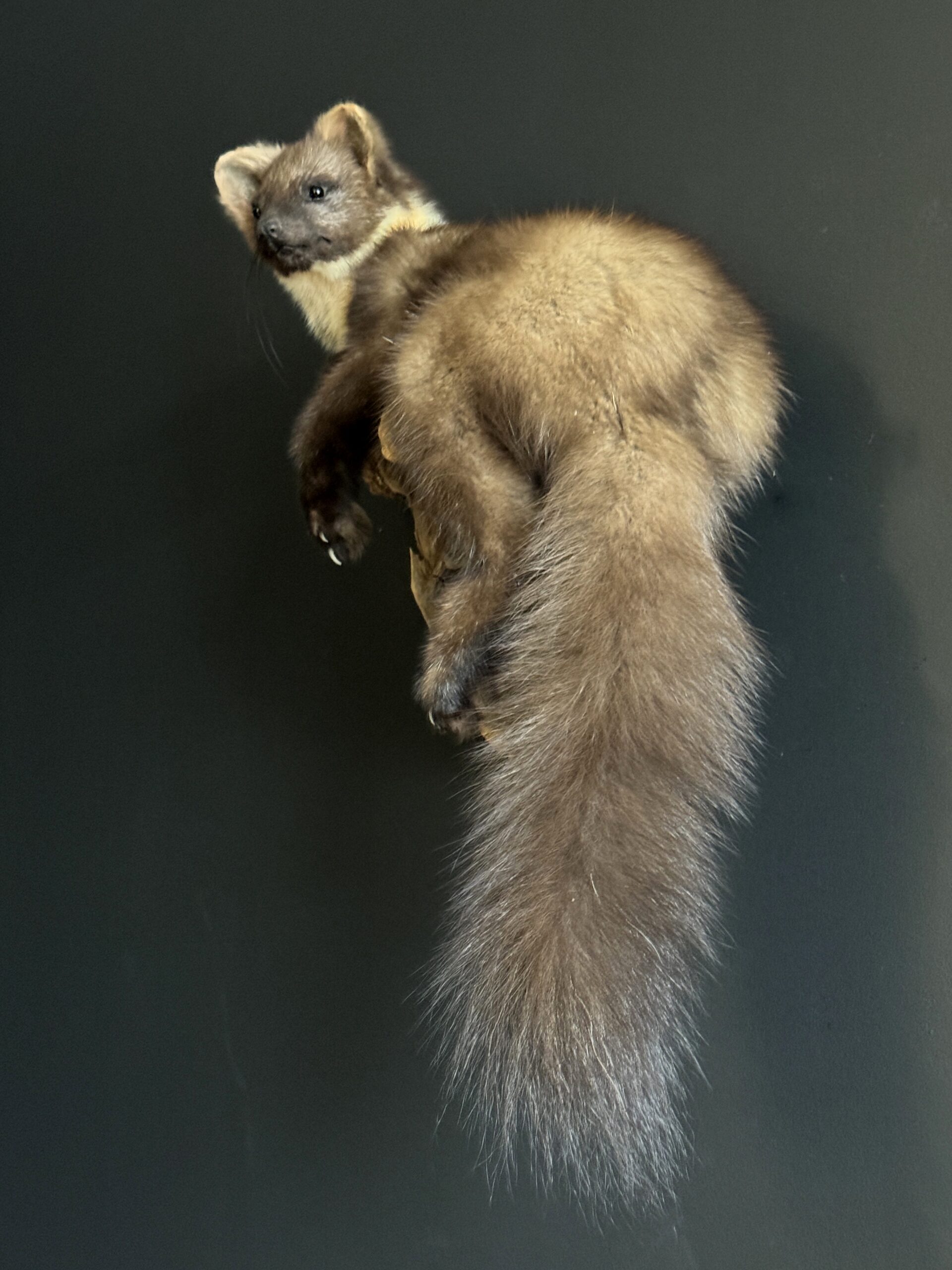 Opgezette boommarter Opgezette boommarter