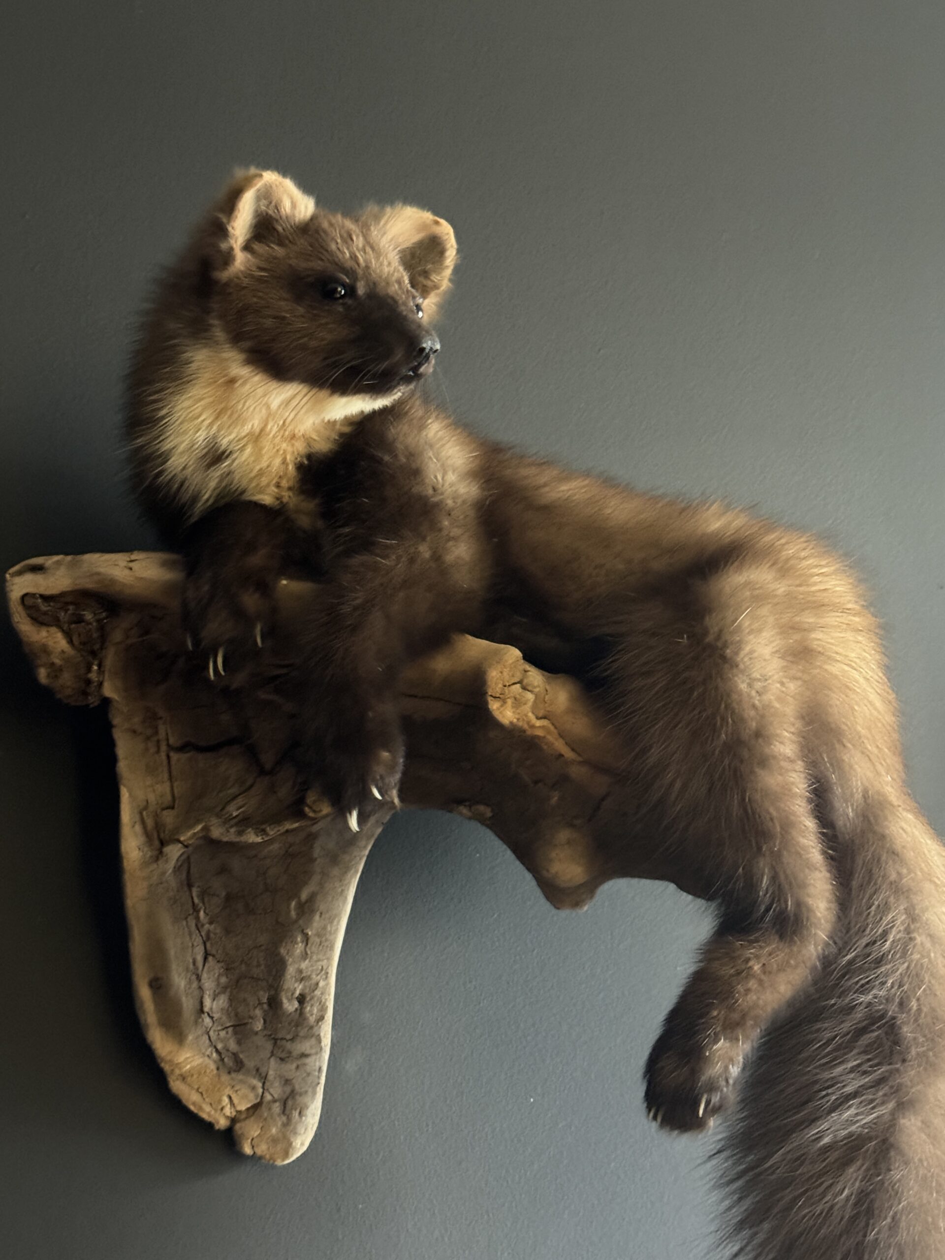 Opgezette boommarter Opgezette boommarter