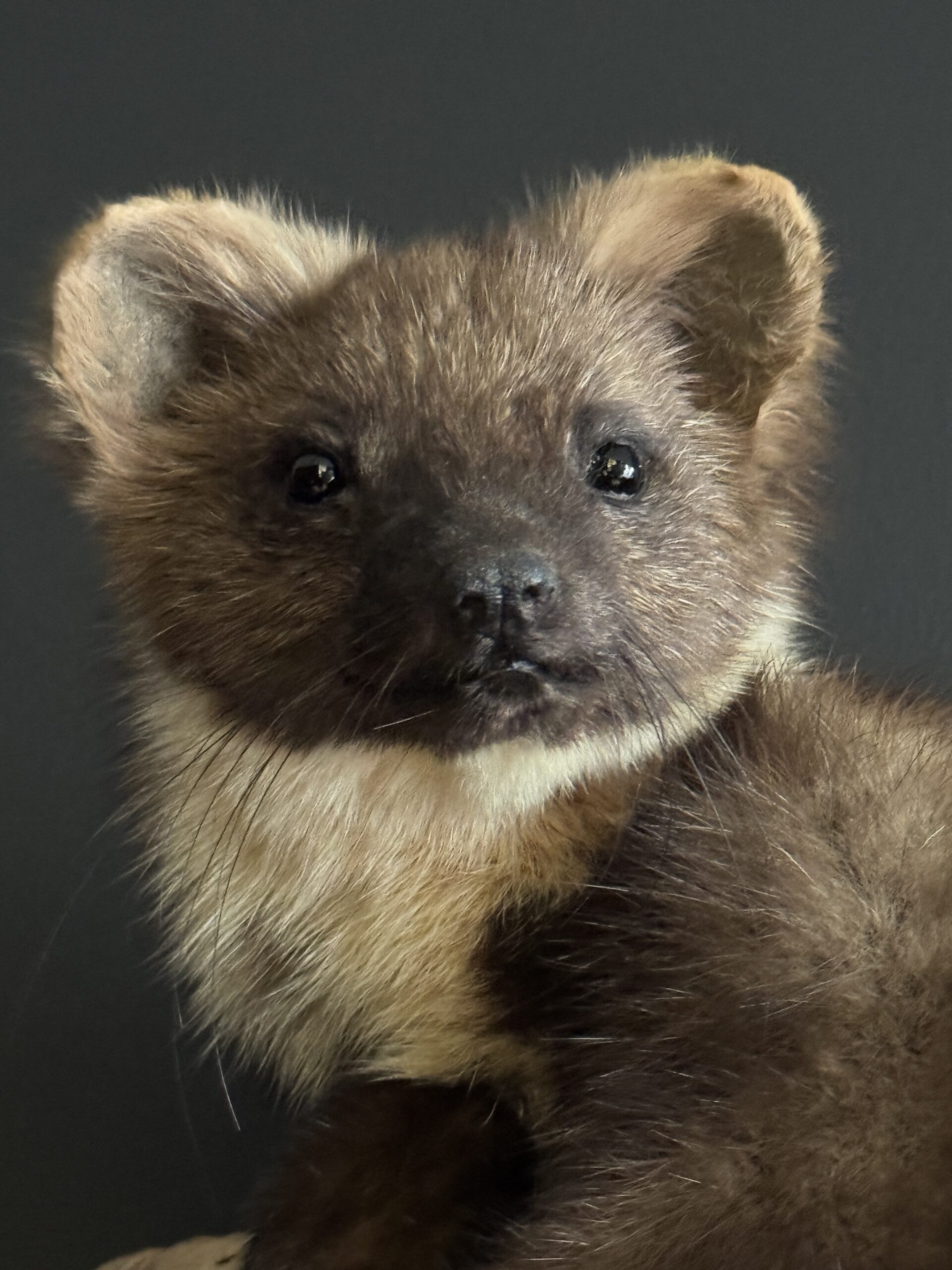 Opgezette boommarter Opgezette boommarter