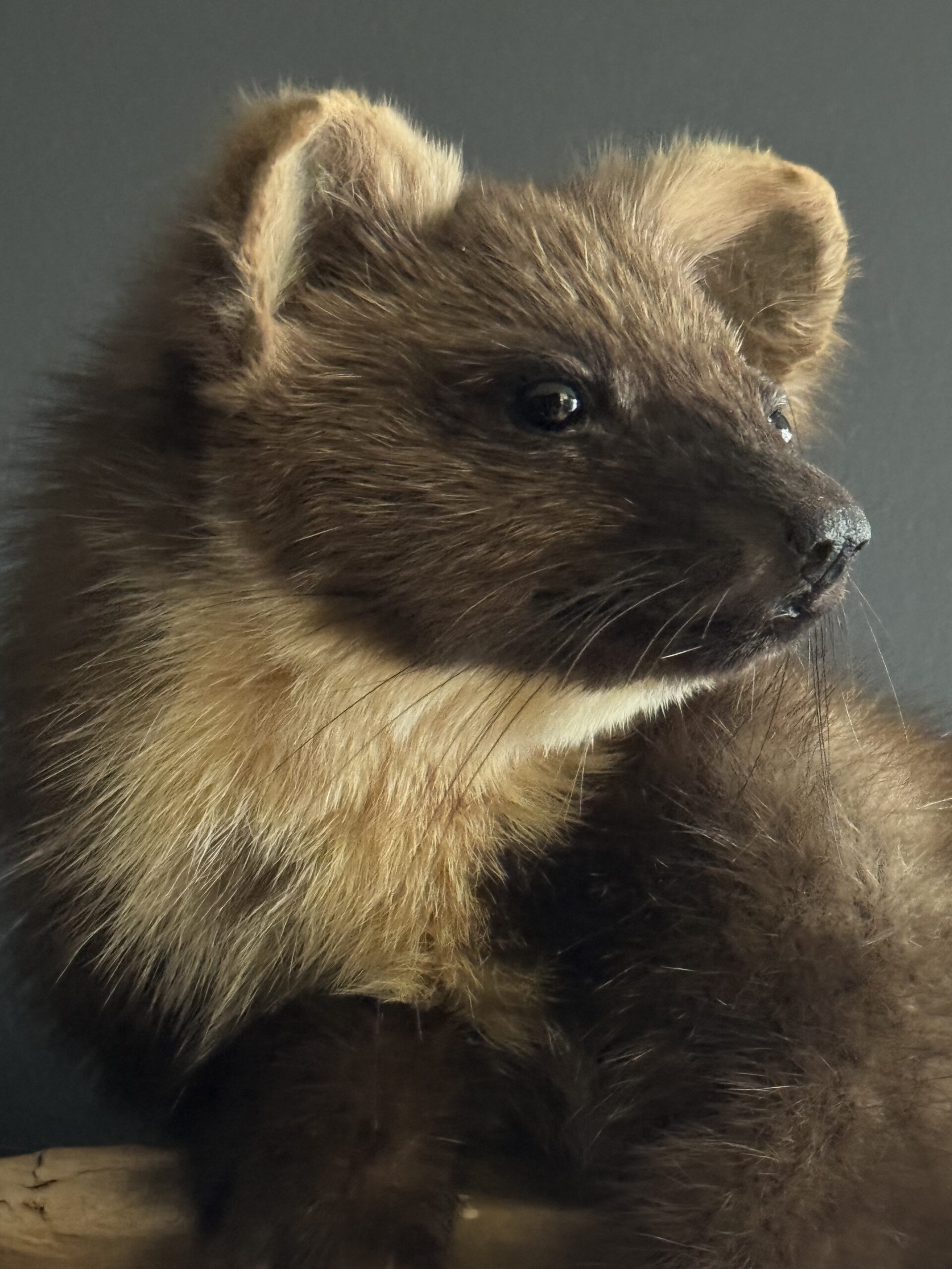 Opgezette boommarter Opgezette boommarter