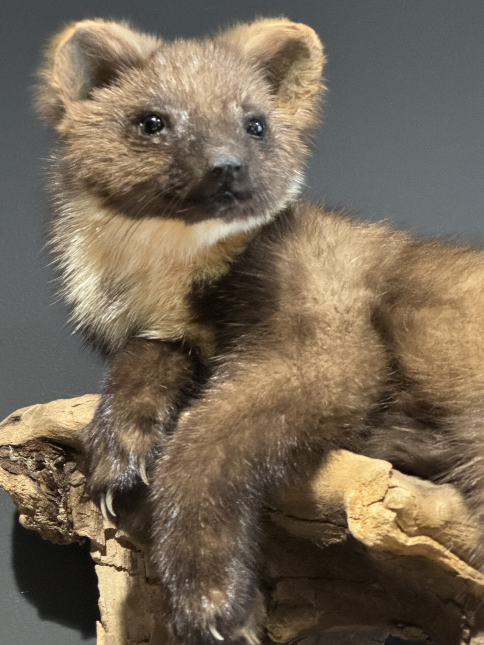 Opgezette boommarter Opgezette boommarter