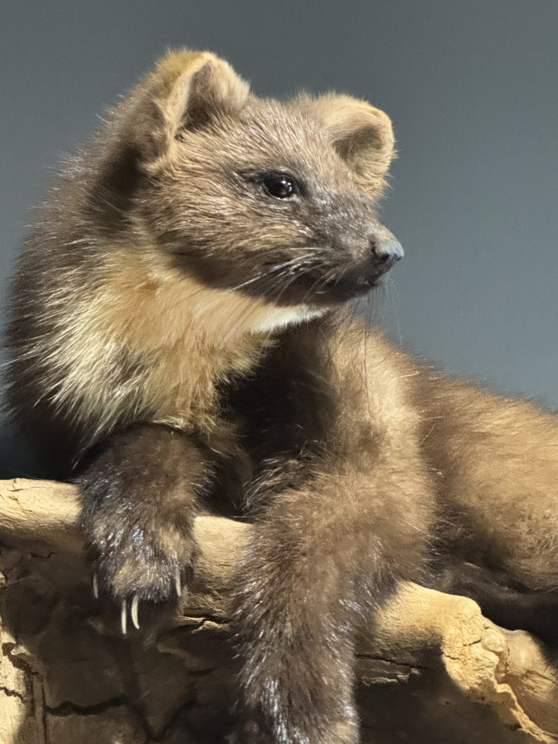 Opgezette boommarter Opgezette boommarter