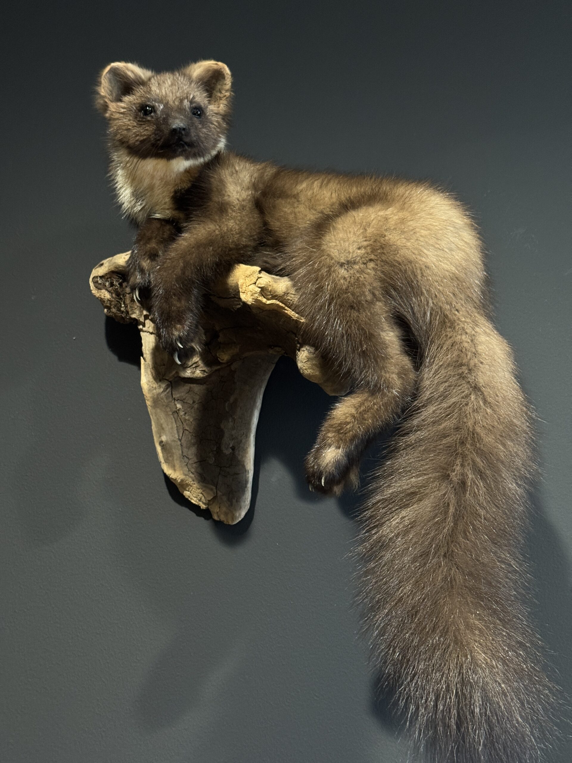 Opgezette boommarter Opgezette boommarter