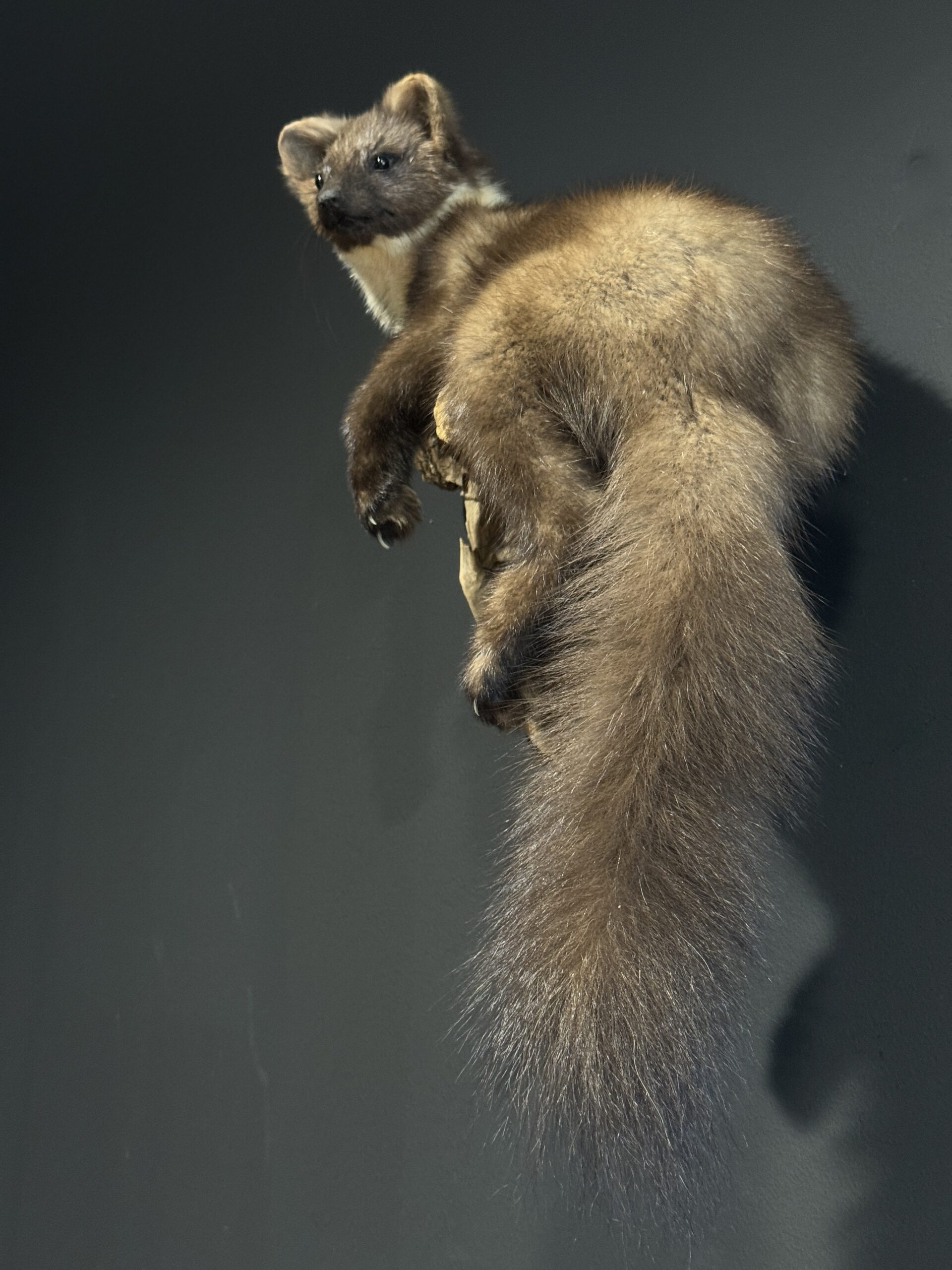 Opgezette boommarter Opgezette boommarter