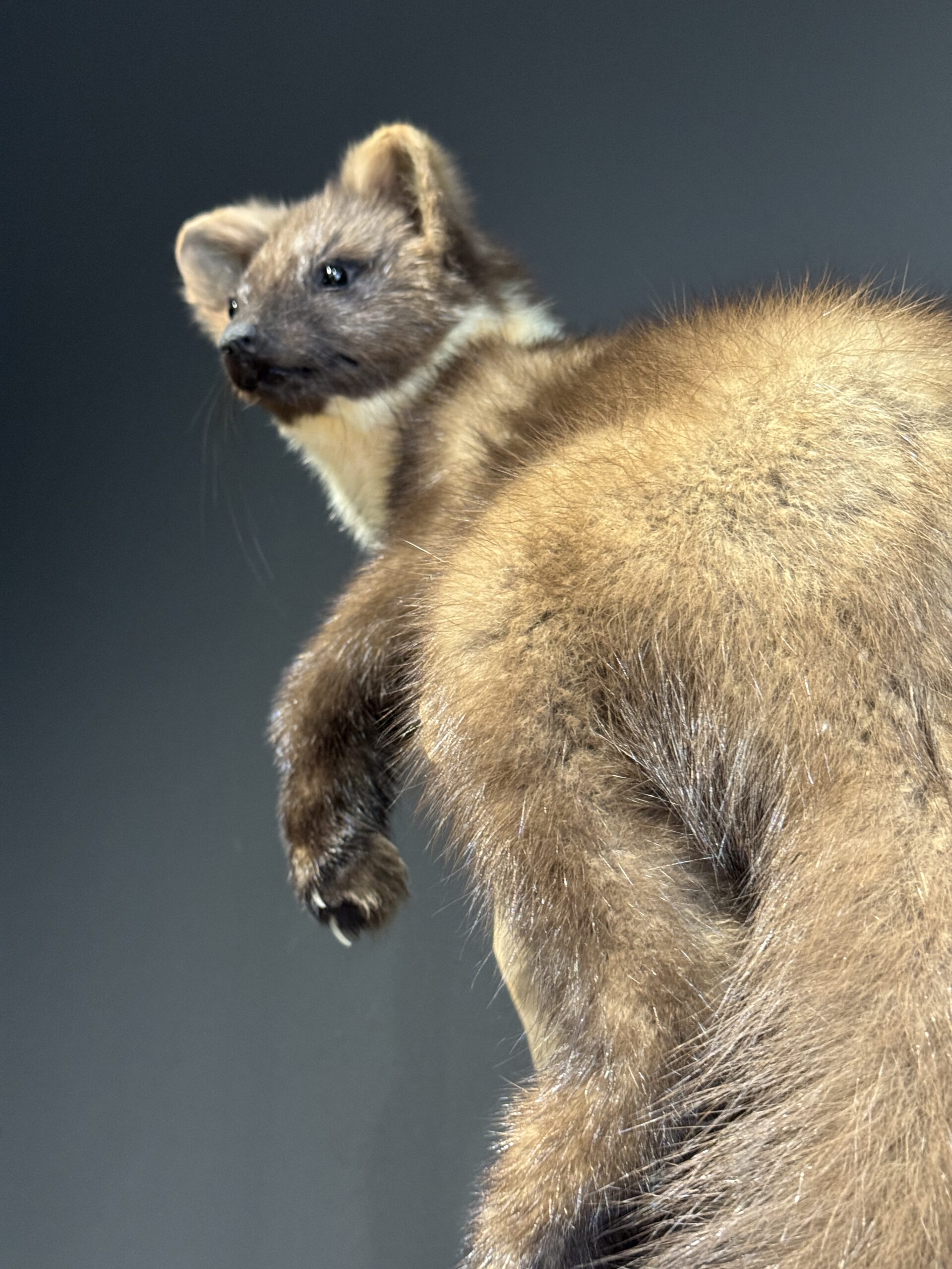 Opgezette boommarter Opgezette boommarter